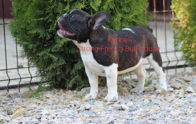 Francuski Buldog