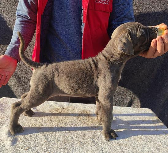 Cane Corso