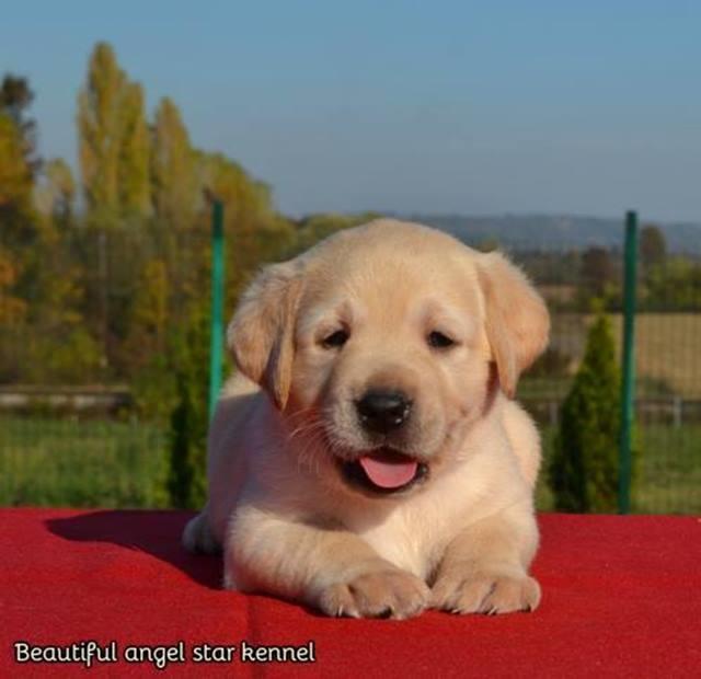 Labrador-Retriver--