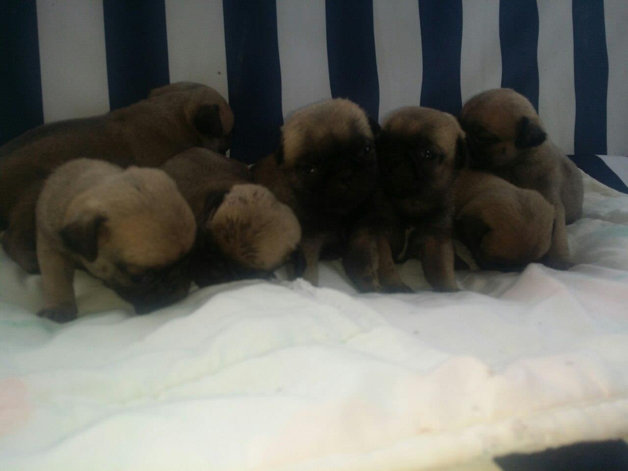 Mops-stenad