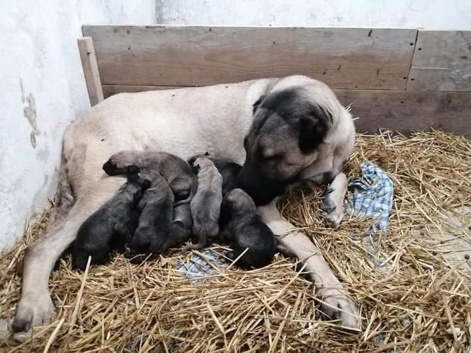 Kangal