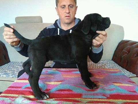 Prodaja-stenadi-cane-corso