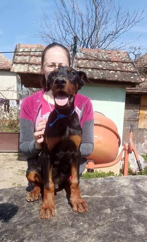 Doberman štenci 