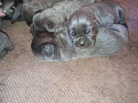 Cane-corso-štenci