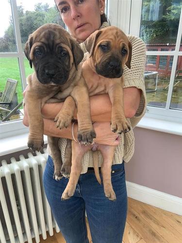 Štenad Bullmastiff