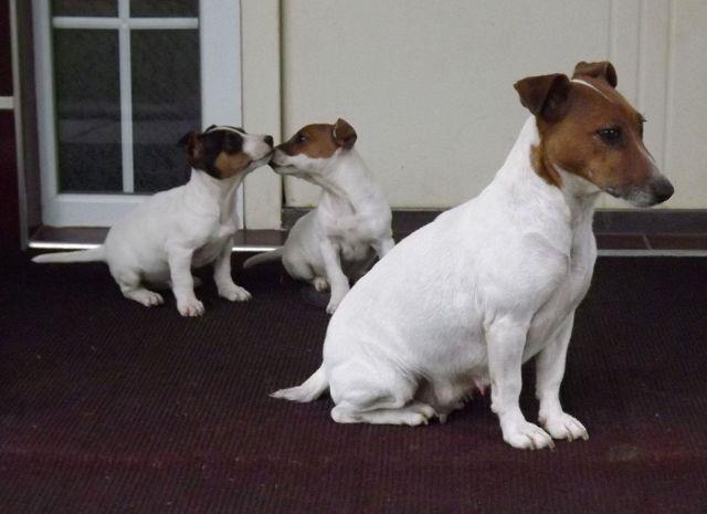 Jack-russell-terrier-stenci-