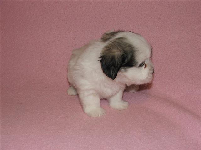 COTON-DE-TULEAR