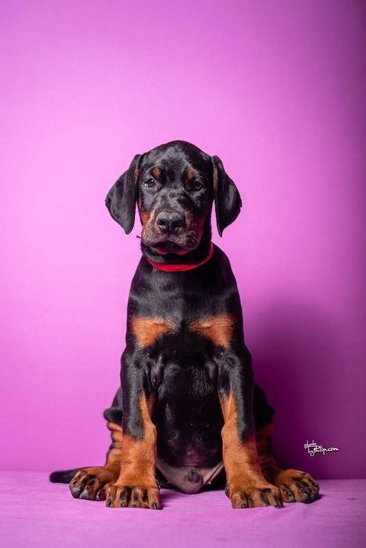 Doberman-stenci-