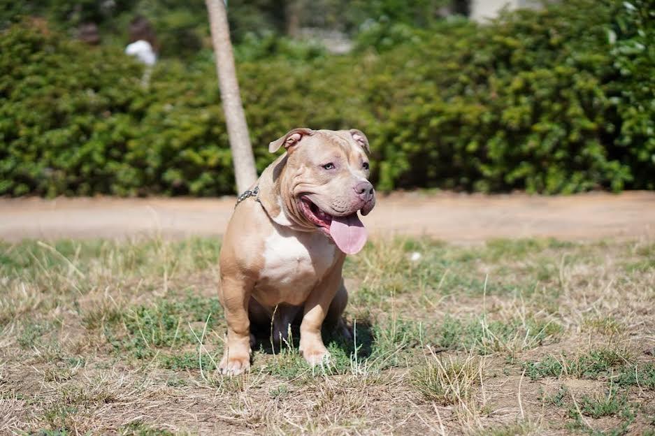 American-Bully-Pocket---Standard