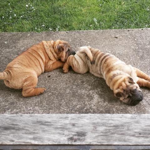 Shar-Pei-ženska-štenad