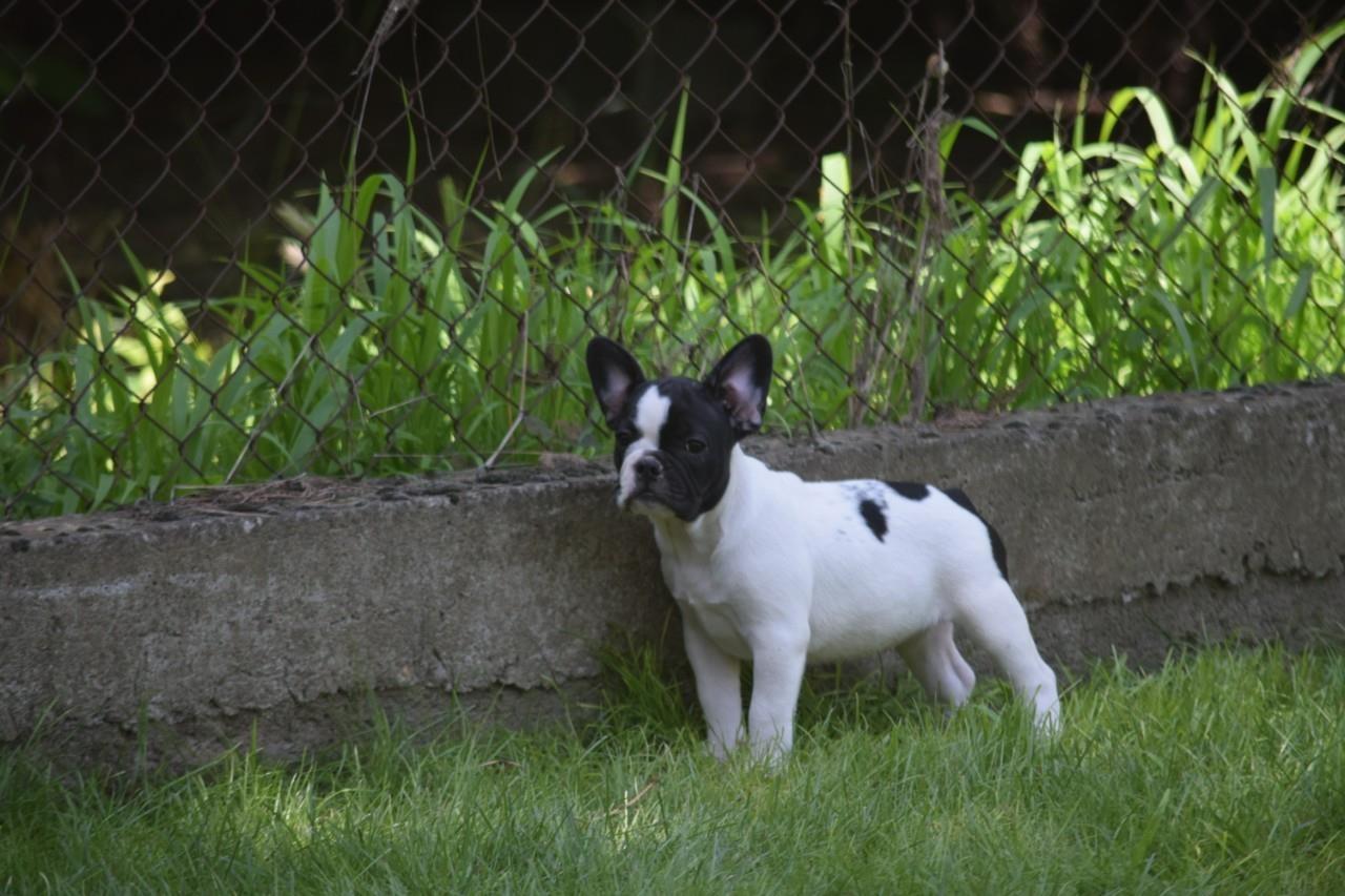Francuski-buldog-štenci