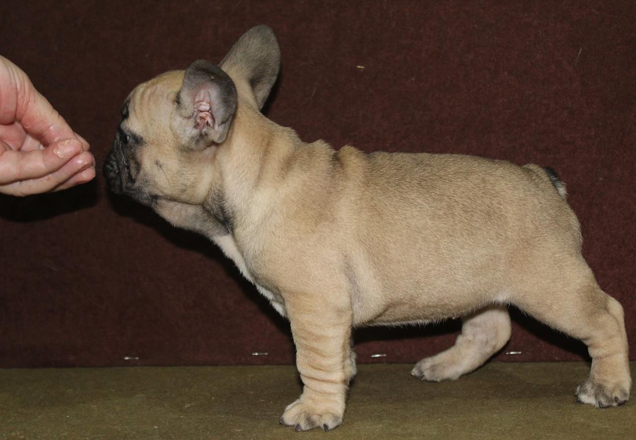 Francuski-buldog