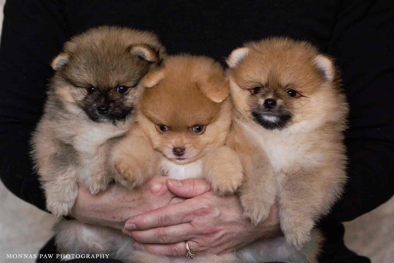 Pomeranac-Boo-štenci