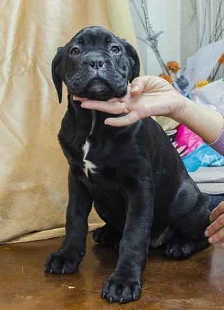 Cane-corso-štenci