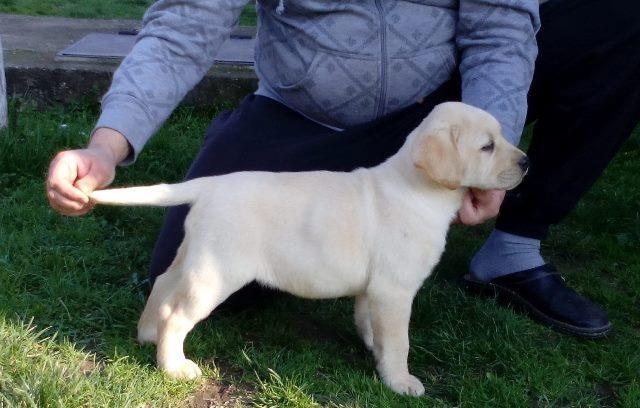 Labrador---zuto-stene