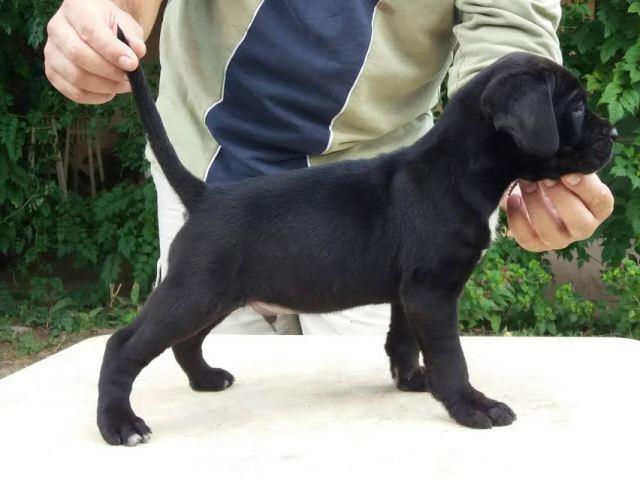 Cane-corso---štenci-oba-pola-