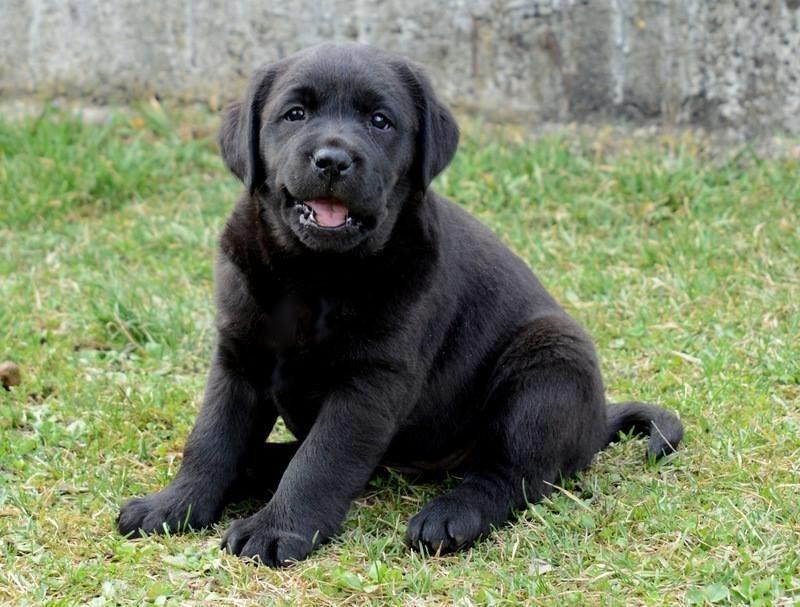 Labrador-retriver--stenci---