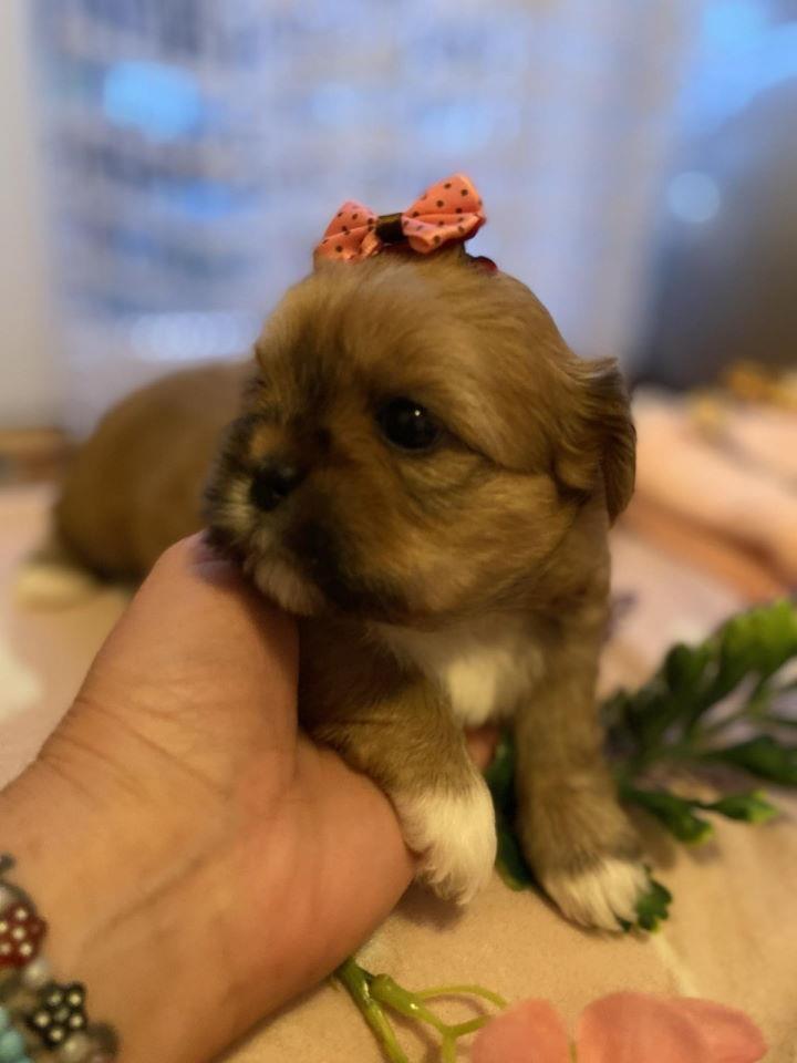SHIH-TZU-štenci-