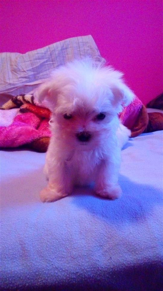 Mini-maltezeriï