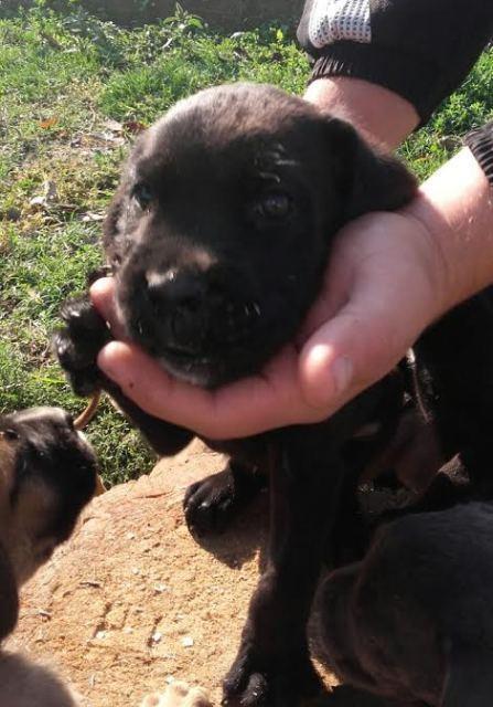 Cane-Corso-štenci