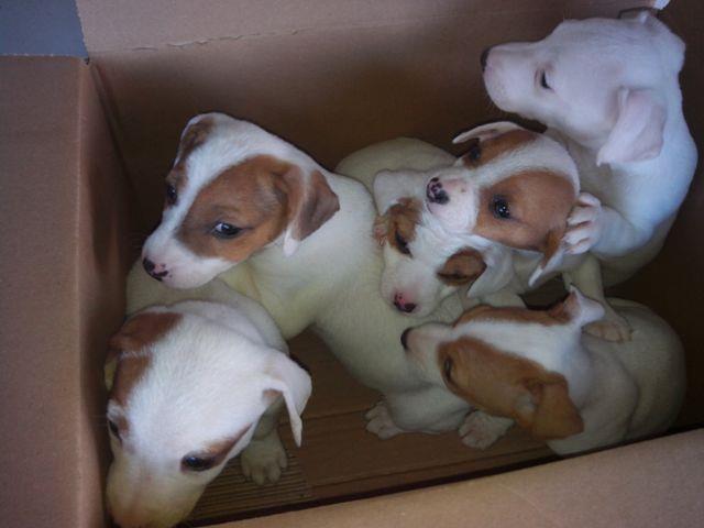Jack-Russell-terrier-stenci