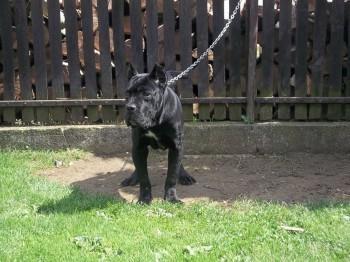 Cane-Corso