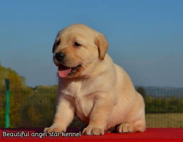Labrador-Retriver--