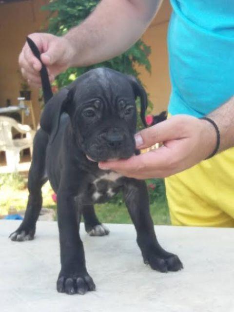 CANE-CORSO-