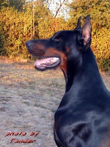 Doberman-crni-stenci