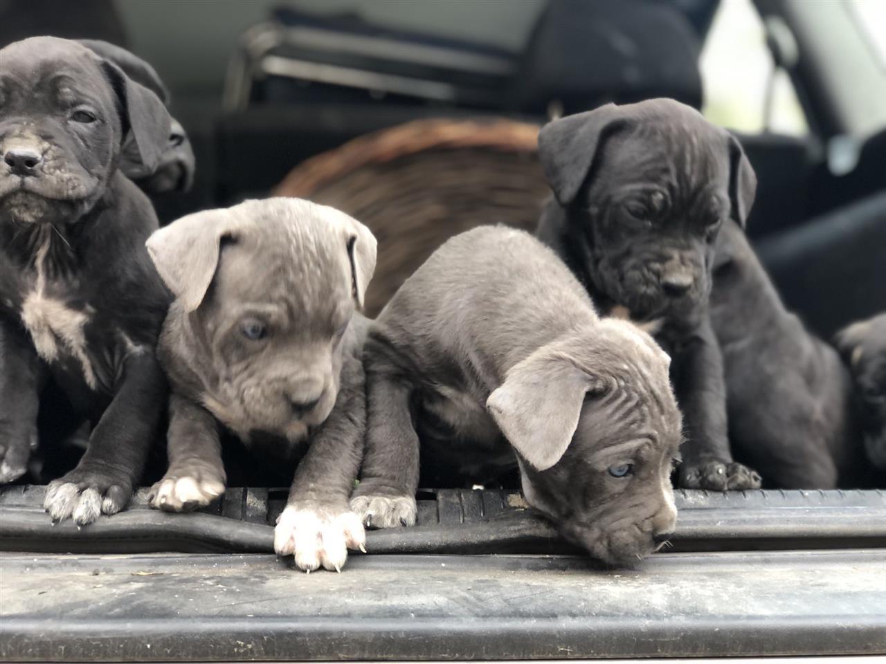 Na-prodaju-stenci-Cane-Corso