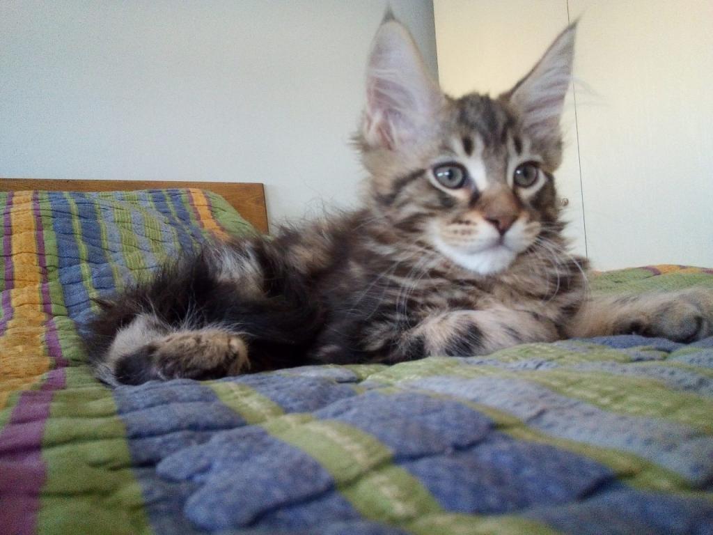 Main-coon-mačići-