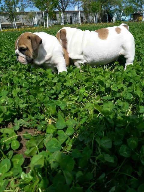 Engleski-buldog--štenci