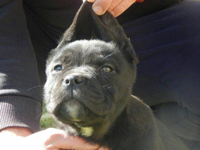 Cane-Corso