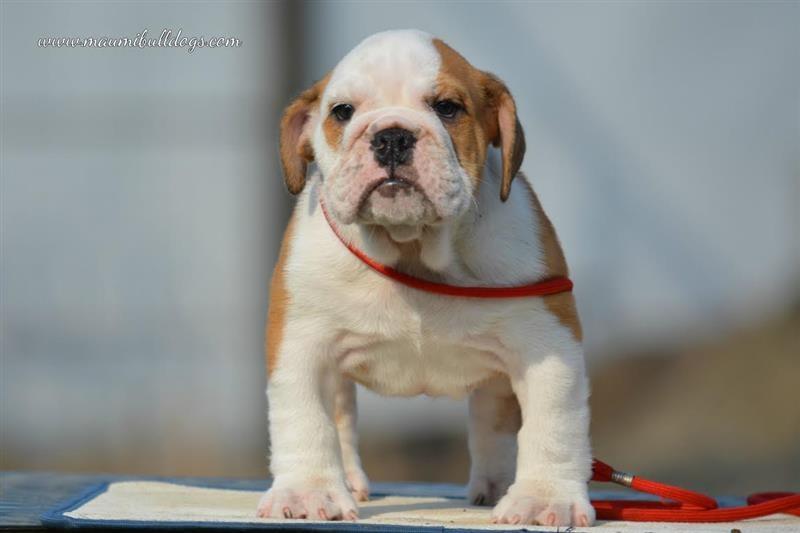Engleski-Buldog