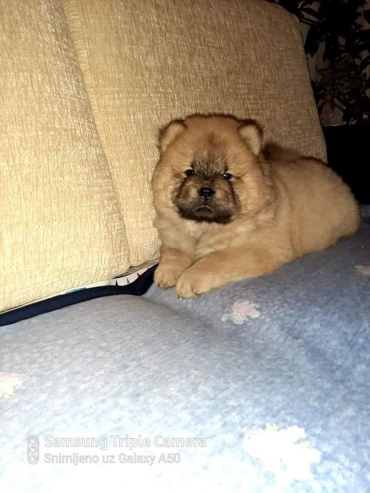 Chow-Chow-štenci-