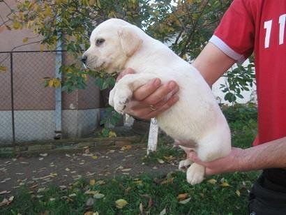 LABRADOR-RETRIVER---stenci-