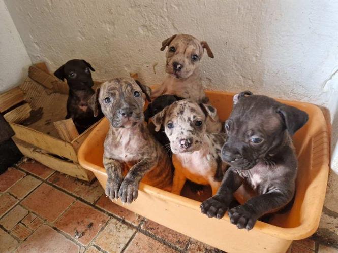 Prodaju se štenci  PIT BUl  XL, Blu merle
