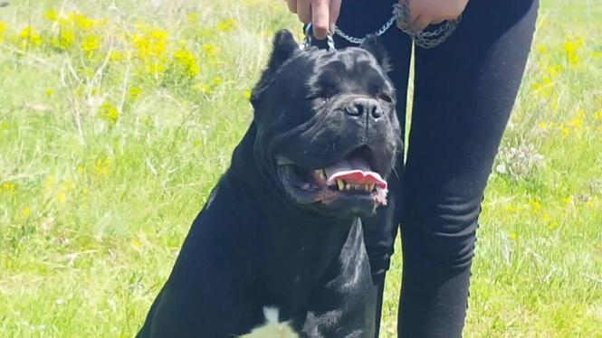 Cane Corso Ženka