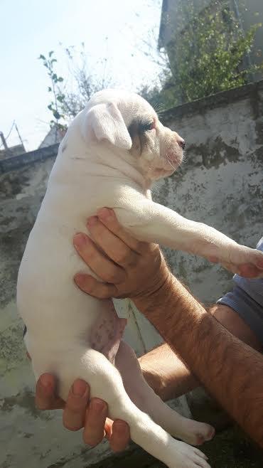 Američki-Buldog-muško-štene