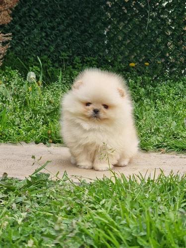 Pomeranski spic
