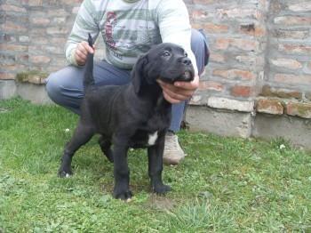 Cane-Corso-stenci
