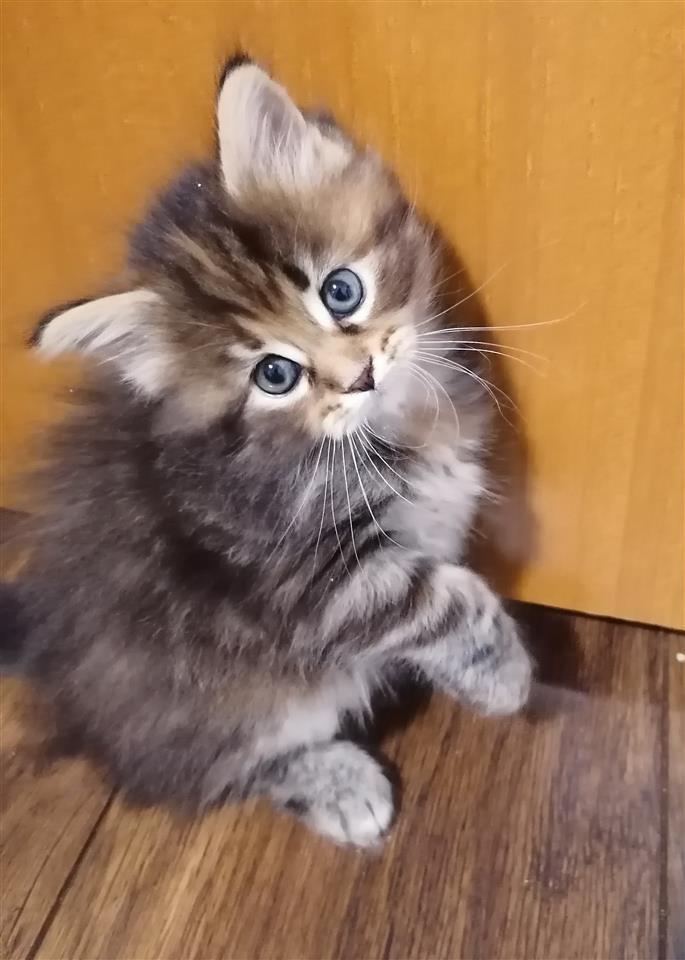 Maine-coon-