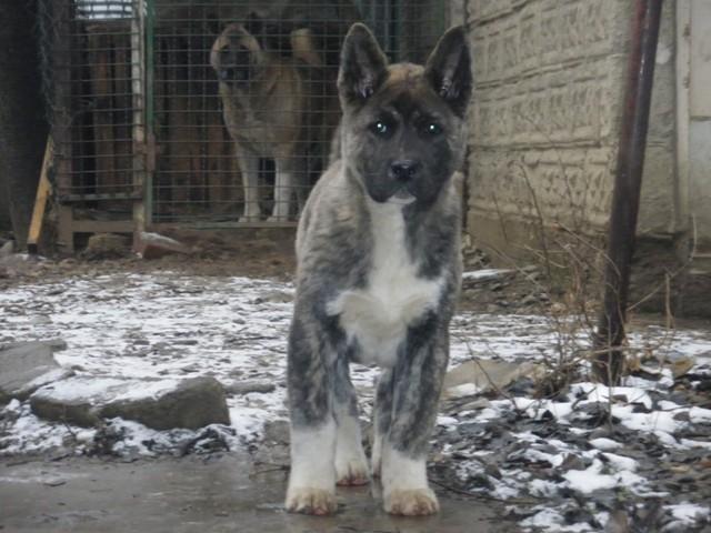 AMERICKA-AKITA--musko-stene