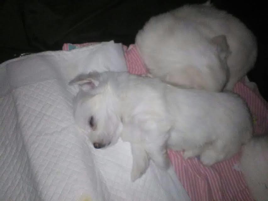 Coton-de-tulear