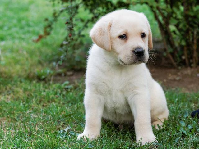 Labrador-retriver-