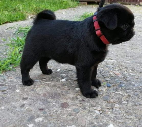 Mops štene