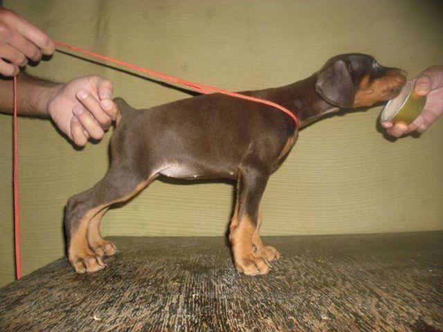 Doberman-stenci-