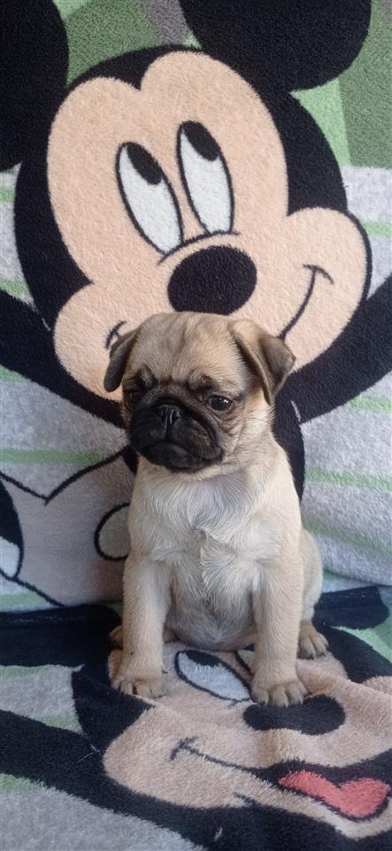 Mops-pug