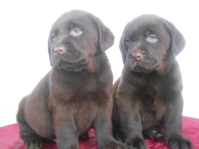 Cokoladna-stenad-labradora-