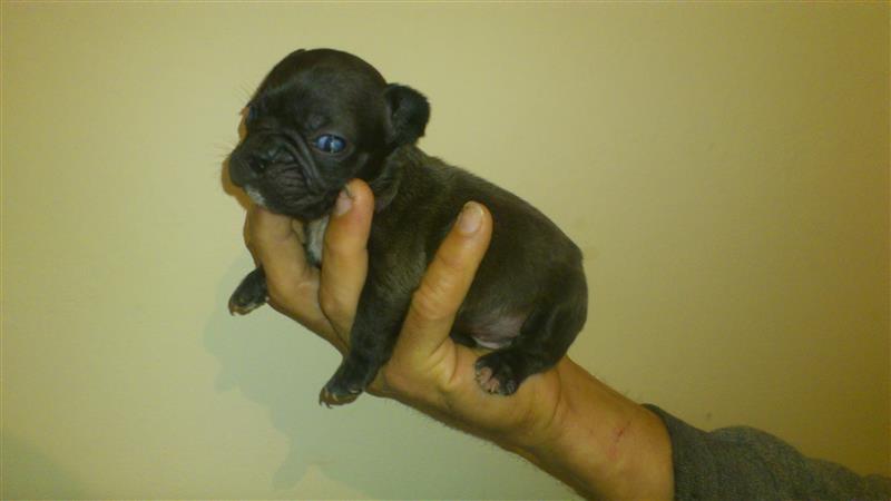 Francuski-bulldog